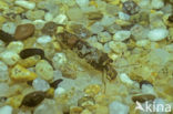 Caddisfly