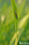 Caddisfly (Phryganea spec.)