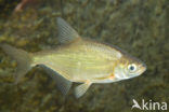 White bream (Abramis bjoerkna)