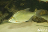 White bream (Abramis bjoerkna)
