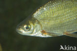White bream (Abramis bjoerkna)