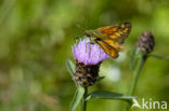 Kommavlinder (Hesperia comma) 