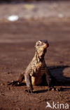 Komodo Island Monitor