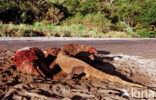 Komodovaraan (Varanus komodoensis) 