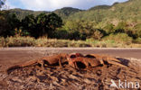 Komodo Island Monitor