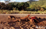 Komodovaraan (Varanus komodoensis) 