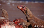 Komodo Island Monitor