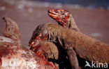 Komodovaraan (Varanus komodoensis) 