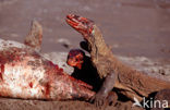 Komodovaraan (Varanus komodoensis) 