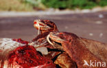 Komodo Island Monitor