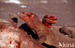 Komodo Island Monitor