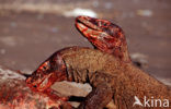 Komodo Island Monitor