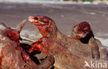 Komodo Island Monitor