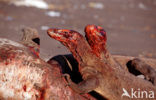 Komodo Island Monitor