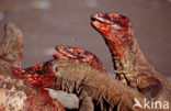 Komodo Island Monitor