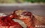 Komodo Island Monitor