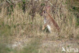 Konijn (Oryctolagus cuniculus) 