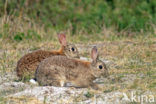 Rabbit (Oryctolagus cuniculus) 