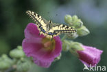 Swallowtail (Papilio machaon)