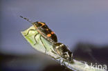 Brassica bug (Eurydema oleracea)