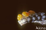 Brassica bug (Eurydema oleracea)