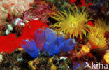 yellow cave coral (Dendrophyllia sp.)