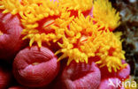 yellow cave coral (Dendrophyllia sp.)