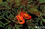 Coral crab (Trapezia lutea)
