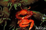 Coral crab (Trapezia lutea)