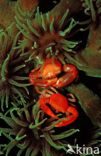 Coral crab (Trapezia lutea)