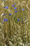 Cornflower (Centaurea cyanus)