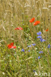 Cornflower (Centaurea cyanus)