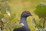 Black Grouse (Tetrao tetrix)