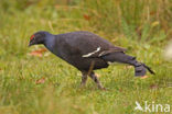 Black Grouse (Tetrao tetrix)