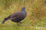 Black Grouse (Tetrao tetrix)