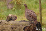 Black Grouse (Tetrao tetrix)