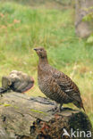 Black Grouse (Tetrao tetrix)