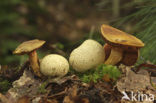 Parasitic Bolete (Boletus parasiticus)