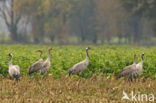 Common Crane (Grus grus)