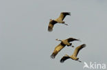 Common Crane (Grus grus)