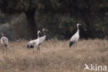 Common Crane (Grus grus)