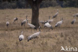 Common Crane (Grus grus)