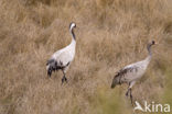 Common Crane (Grus grus)