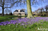 Krokus (Crocus spec.)