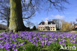 Krokus (Crocus spec.)