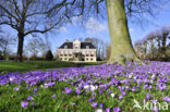 Krokus (Crocus spec.)