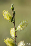 Creeping Willow (Salix repens)