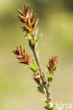 Creeping Willow (Salix repens)