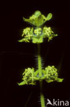 Crosswort (Cruciata laevipes)