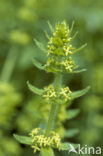 Crosswort (Cruciata laevipes)